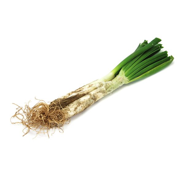 Onion plant to make calçots