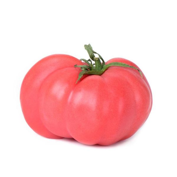 Plant de tomate greffé rose